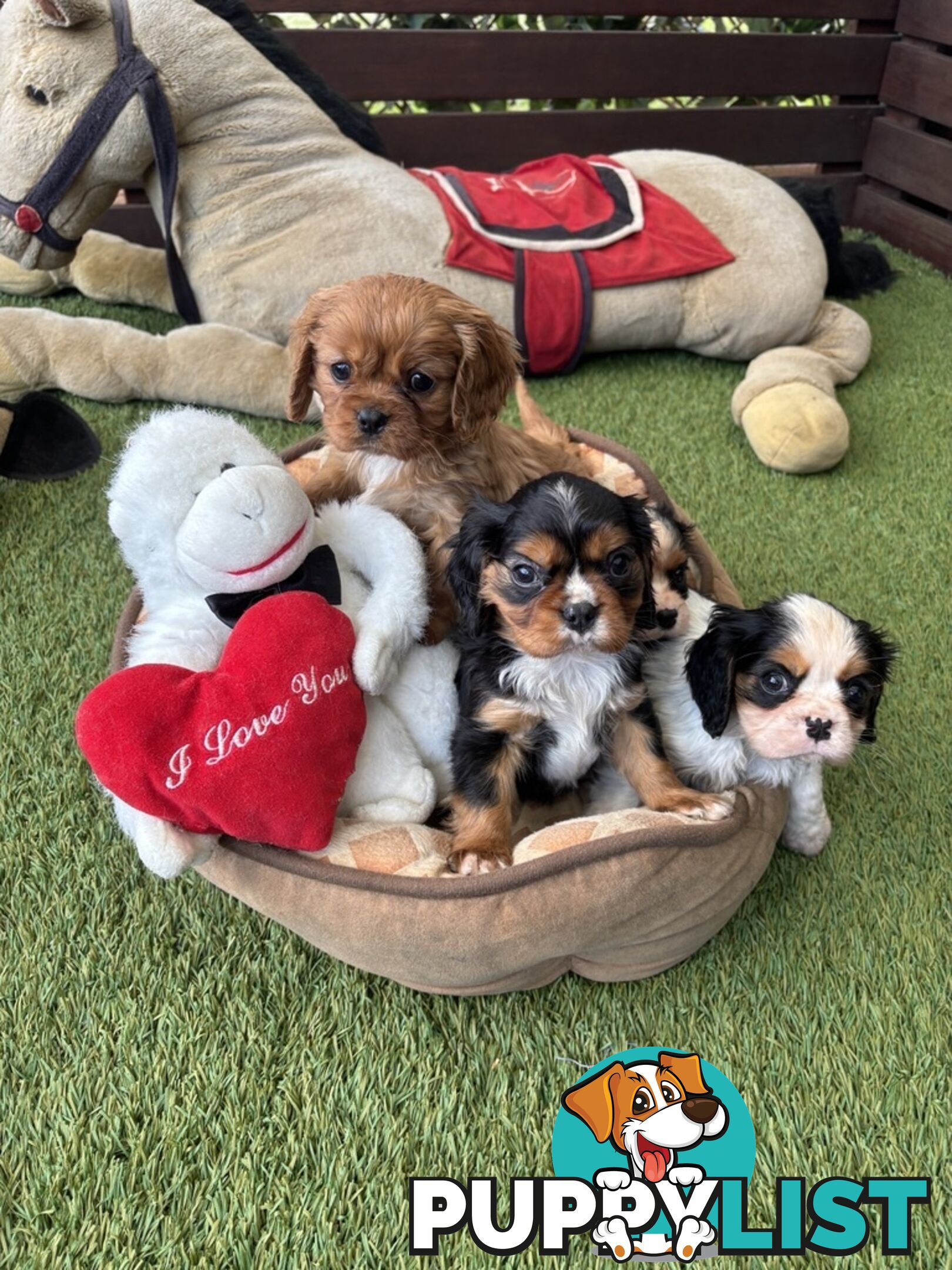 Gorgeous Toy Cavalier King Charles Spaniels - DNA Clear, Desexed Available