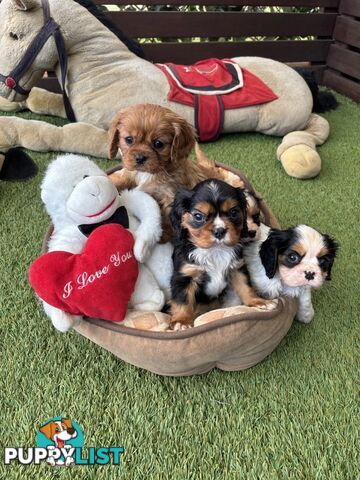 Gorgeous Toy Cavalier King Charles Spaniels - DNA Clear, Desexed Available