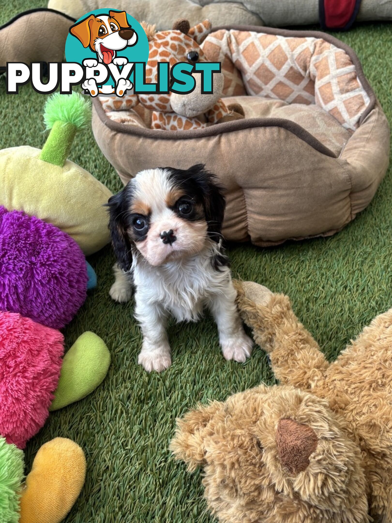 Gorgeous Toy Cavalier King Charles Spaniels - DNA Clear, Desexed Available