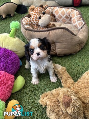 Gorgeous Toy Cavalier King Charles Spaniels - DNA Clear, Desexed Available