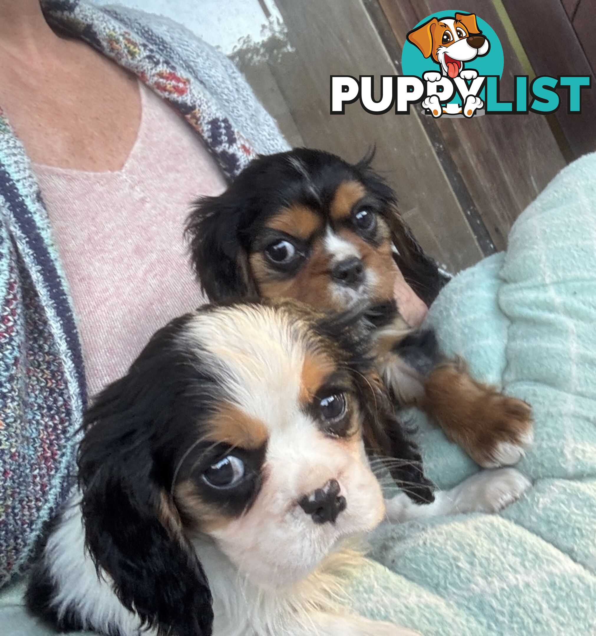Gorgeous Toy Cavalier King Charles Spaniels - DNA Clear, Desexed Available