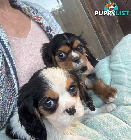 Gorgeous Toy Cavalier King Charles Spaniels - DNA Clear, Desexed Available