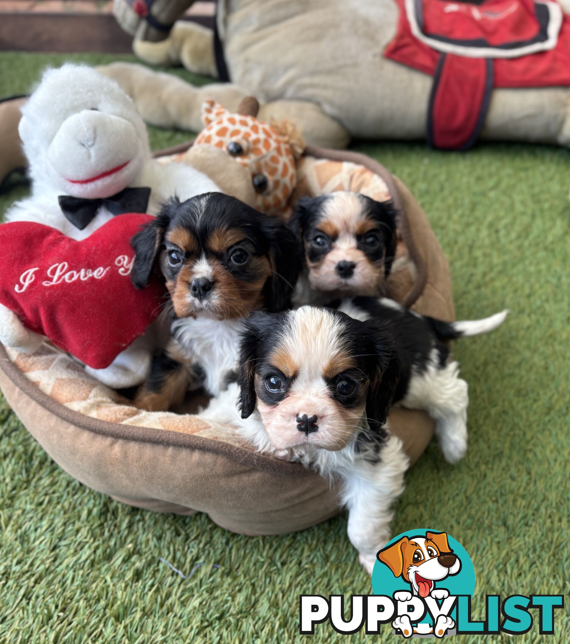 Gorgeous Toy Cavalier King Charles Spaniels - DNA Clear, Desexed Available