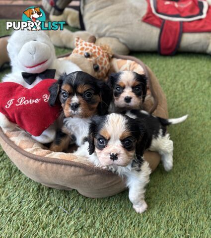 Gorgeous Toy Cavalier King Charles Spaniels - DNA Clear, Desexed Available