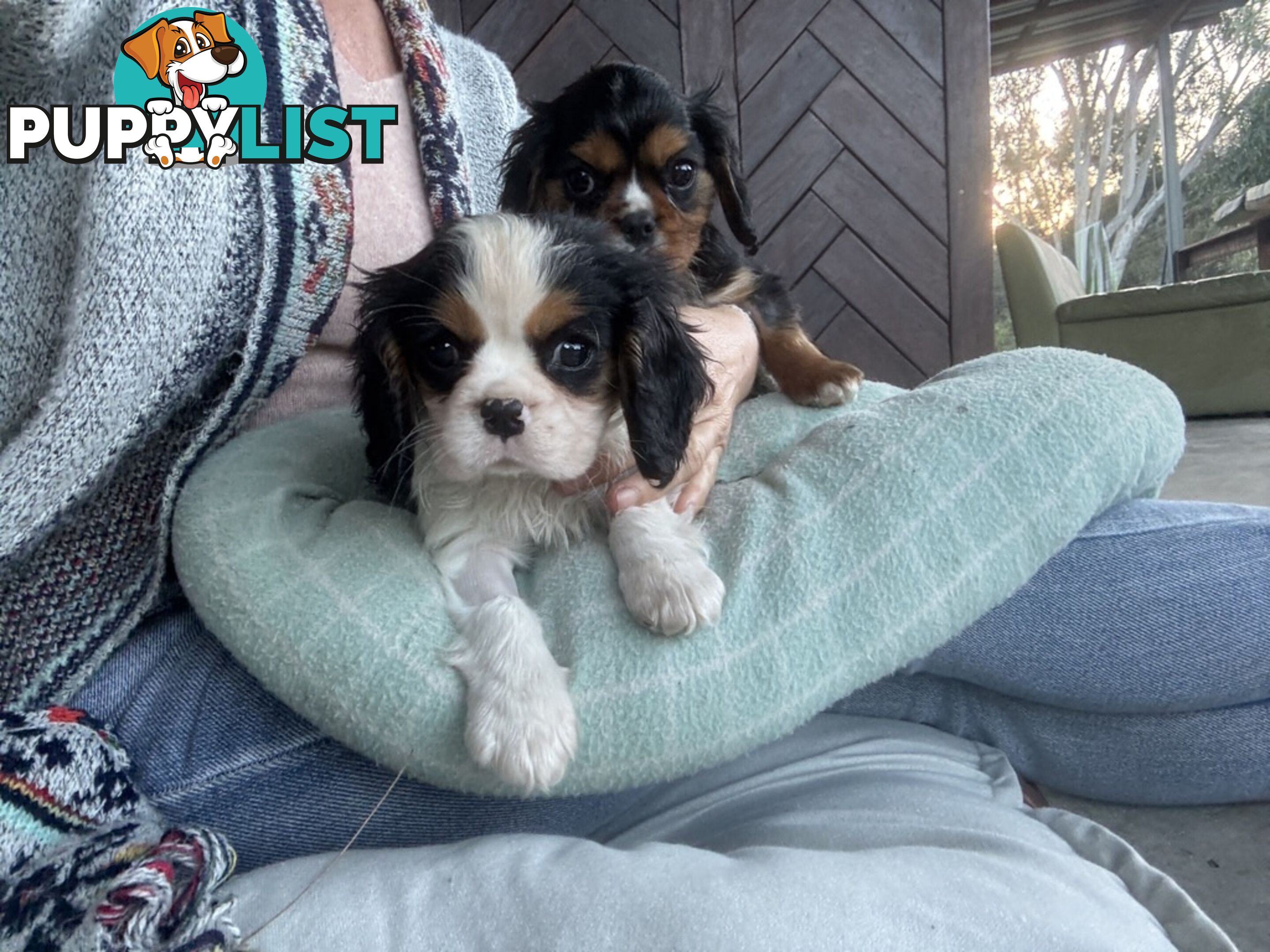Gorgeous Toy Cavalier King Charles Spaniels - DNA Clear, Desexed Available