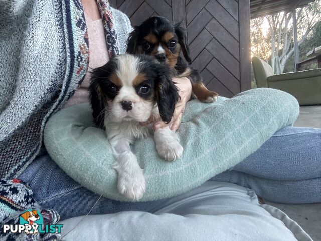 Gorgeous Toy Cavalier King Charles Spaniels - DNA Clear, Desexed Available