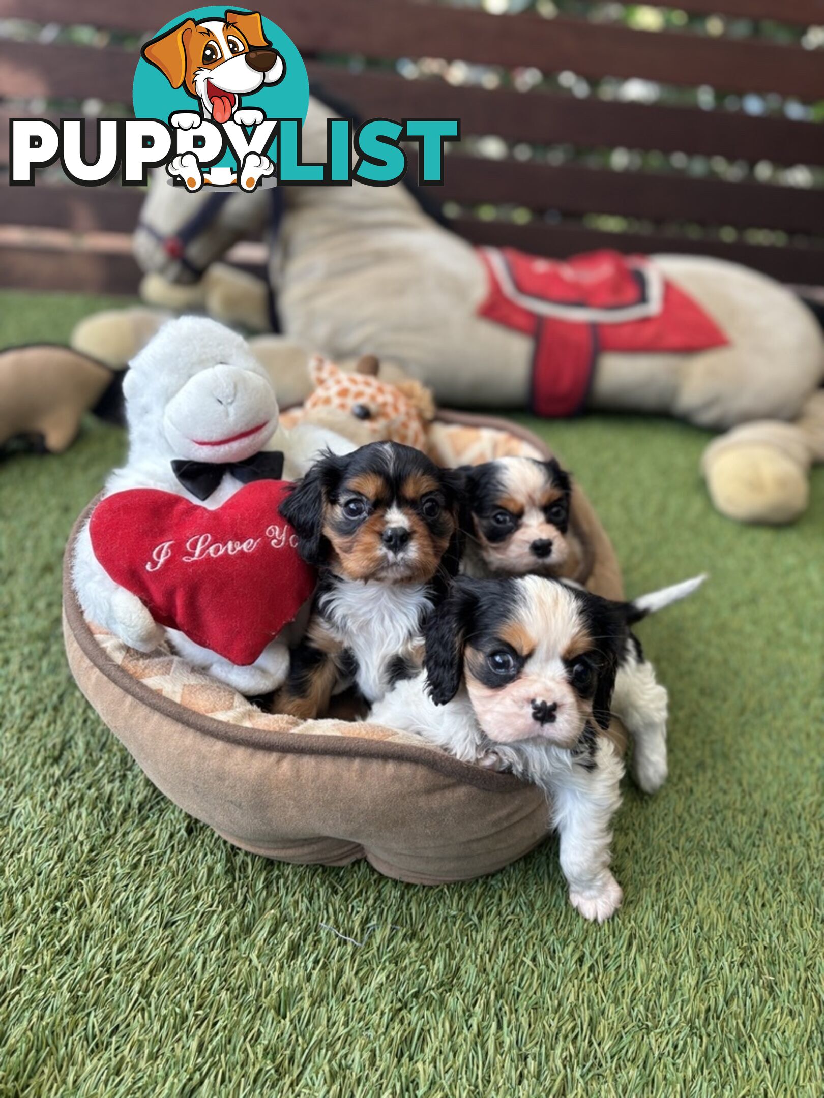 Gorgeous Toy Cavalier King Charles Spaniels - DNA Clear, Desexed Available
