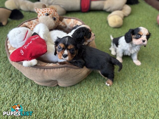 Gorgeous Toy Cavalier King Charles Spaniels - DNA Clear, Desexed Available