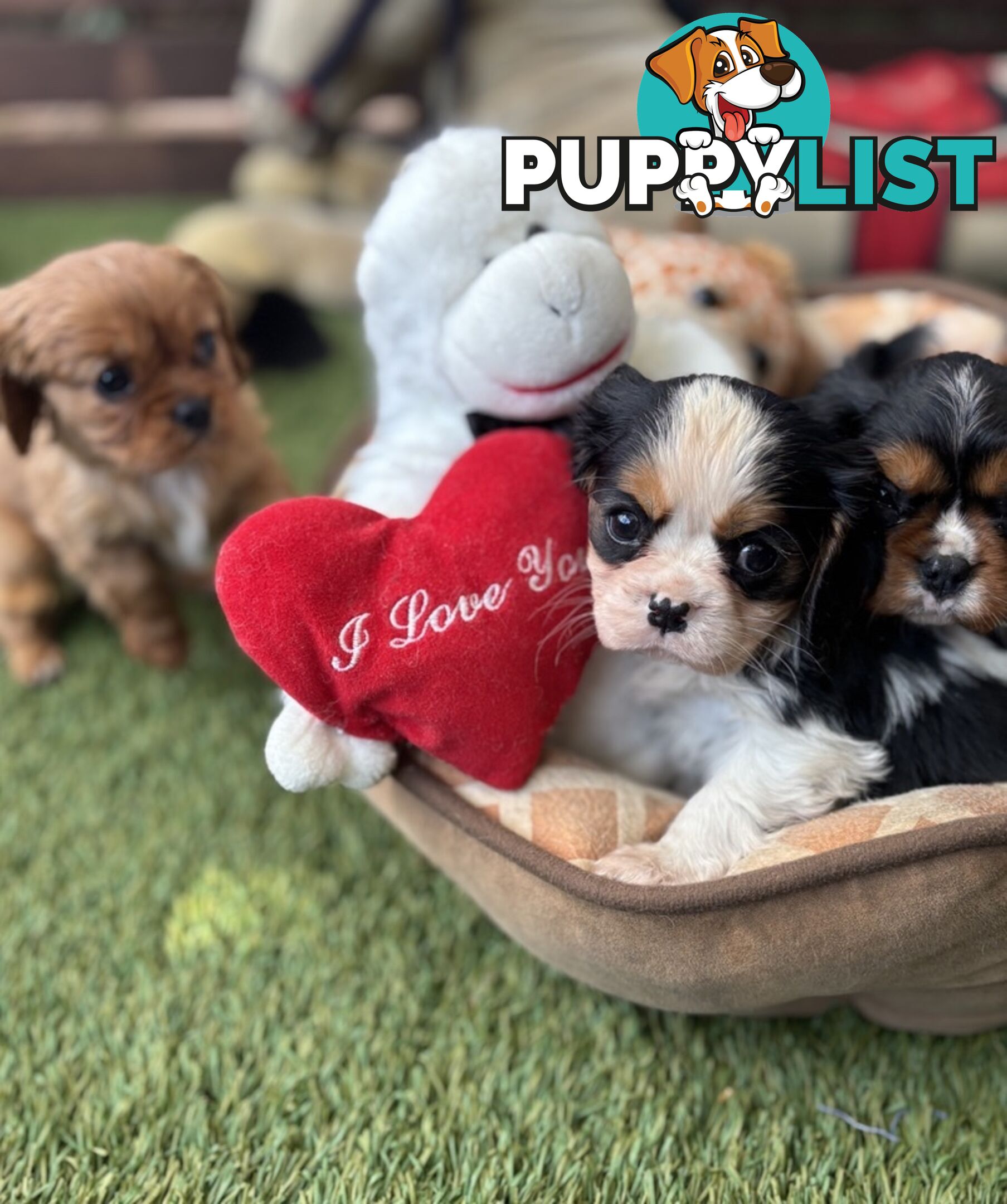 Gorgeous Toy Cavalier King Charles Spaniels - DNA Clear, Desexed Available