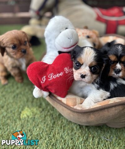 Gorgeous Toy Cavalier King Charles Spaniels - DNA Clear, Desexed Available
