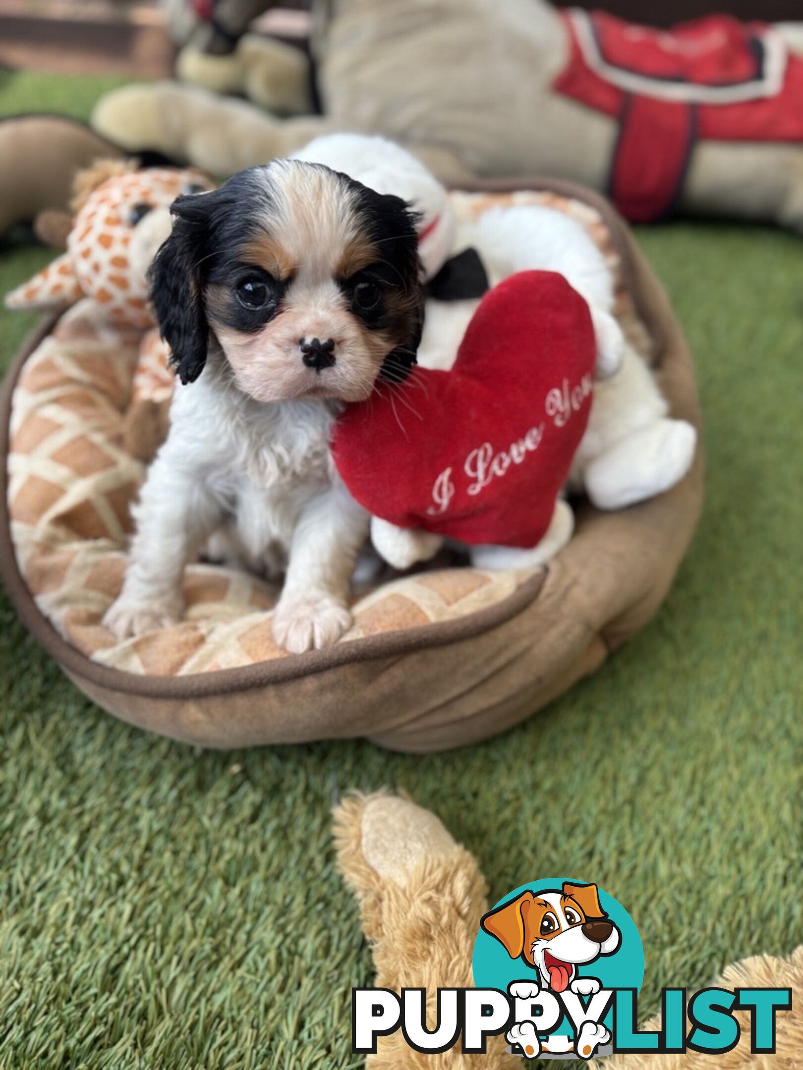 Gorgeous Toy Cavalier King Charles Spaniels - DNA Clear, Desexed Available