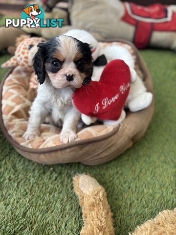 Gorgeous Toy Cavalier King Charles Spaniels - DNA Clear, Desexed Available