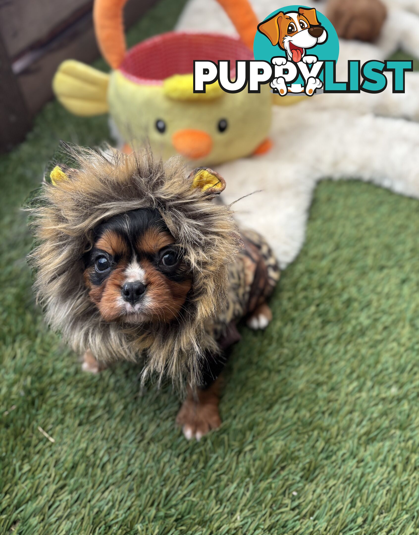 Gorgeous Toy Cavalier King Charles Spaniels - DNA Clear, Desexed Available