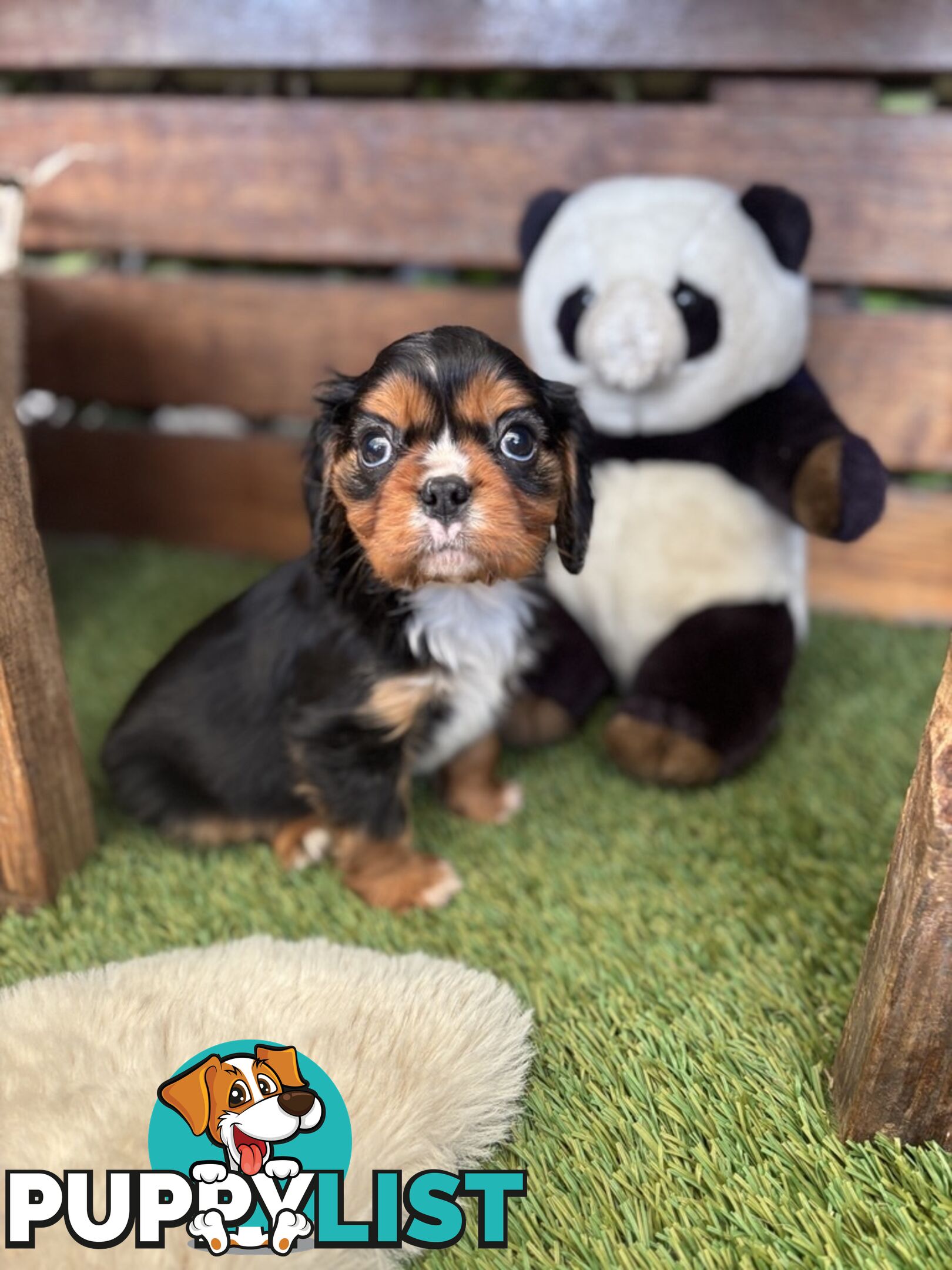 Gorgeous Toy Cavalier King Charles Spaniels - DNA Clear, Desexed Available