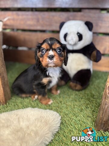 Gorgeous Toy Cavalier King Charles Spaniels - DNA Clear, Desexed Available