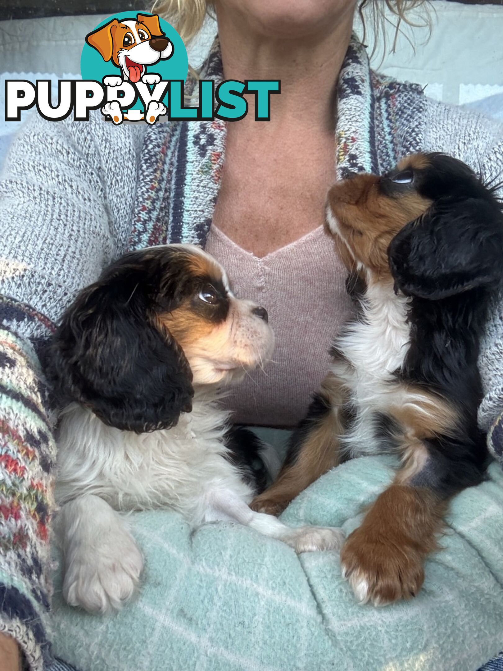 Gorgeous Toy Cavalier King Charles Spaniels - DNA Clear, Desexed Available