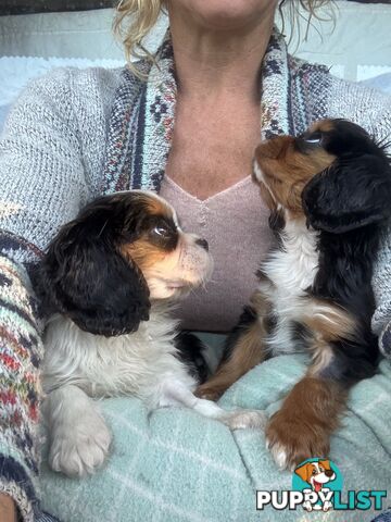 Gorgeous Toy Cavalier King Charles Spaniels - DNA Clear, Desexed Available