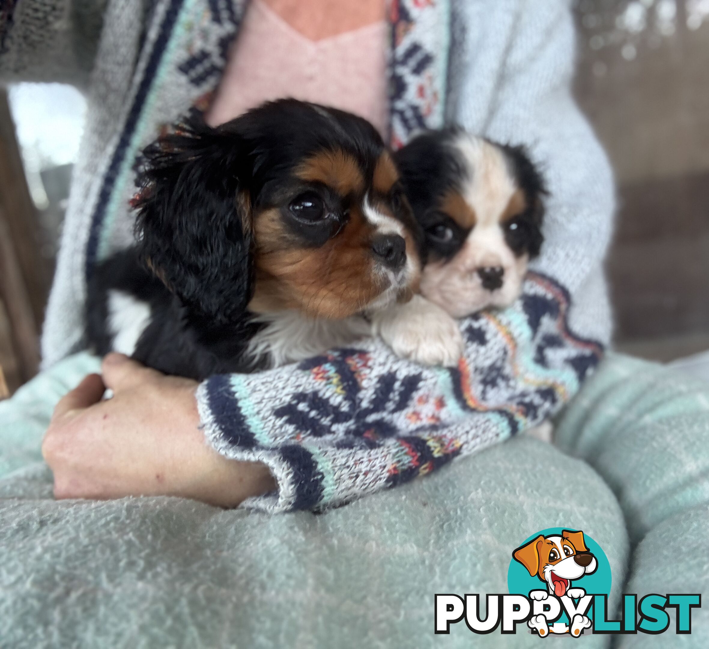 Gorgeous Toy Cavalier King Charles Spaniels - DNA Clear, Desexed Available