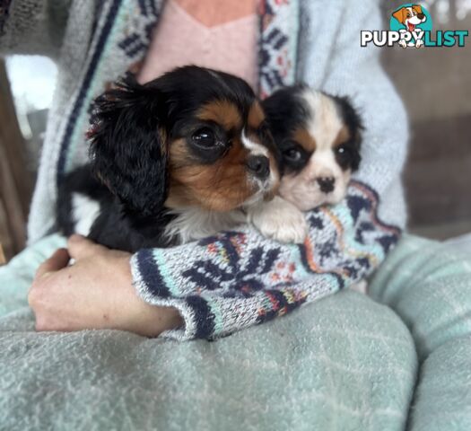 Gorgeous Toy Cavalier King Charles Spaniels - DNA Clear, Desexed Available