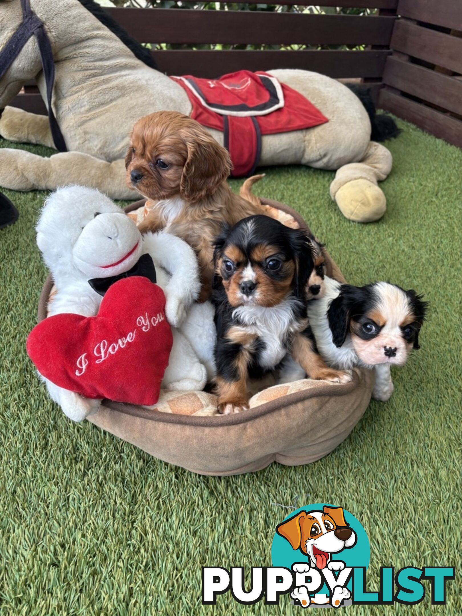 Gorgeous Toy Cavalier King Charles Spaniels - DNA Clear, Desexed Available