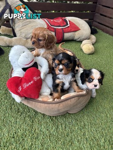 Gorgeous Toy Cavalier King Charles Spaniels - DNA Clear, Desexed Available