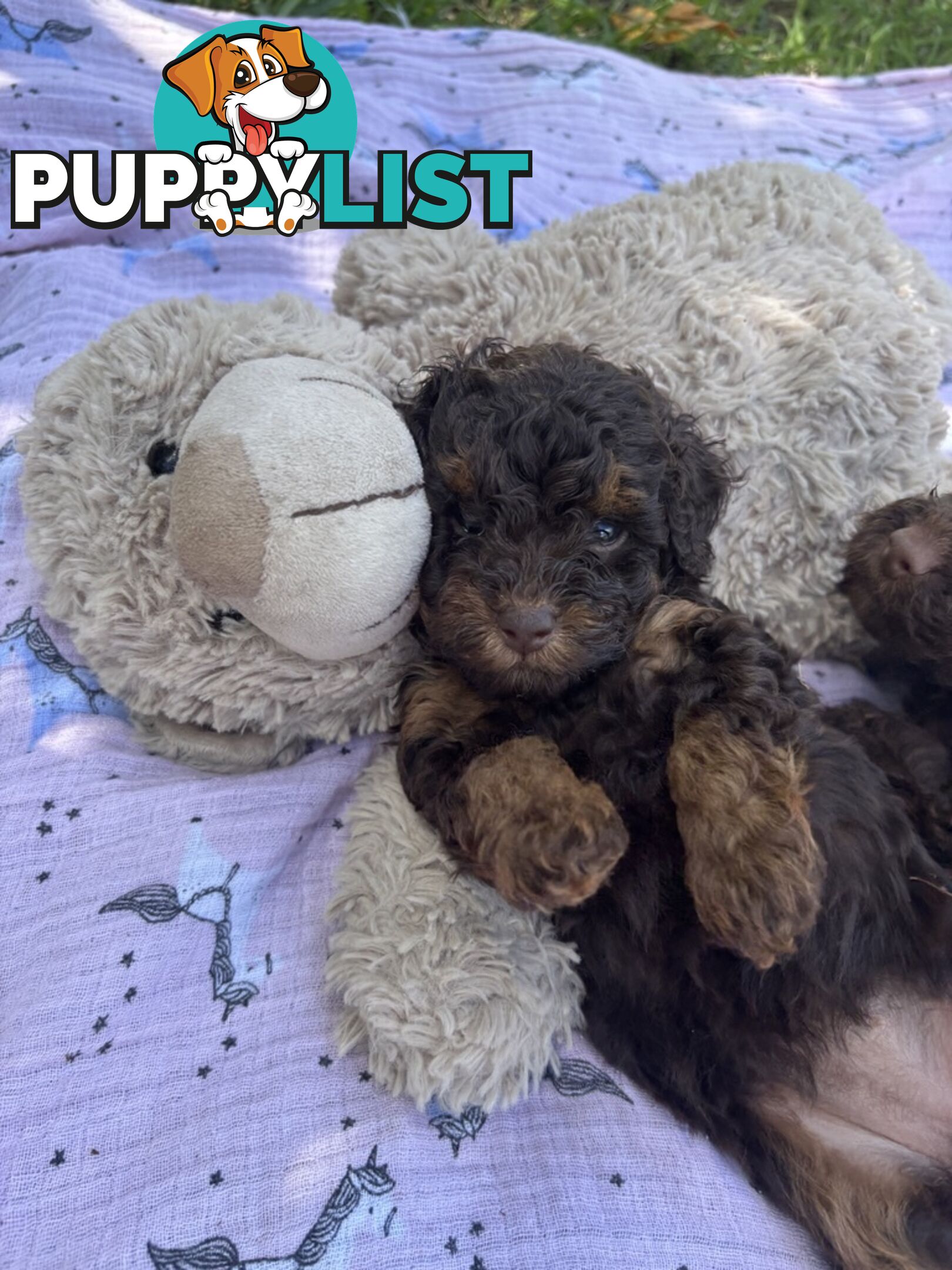 Chocolate and Caramel Toy Cavoodles - Adorable Babies