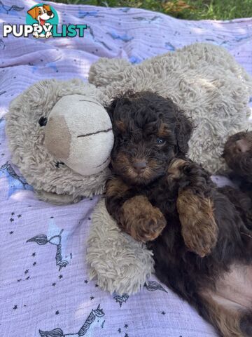 Chocolate and Caramel Toy Cavoodles - Adorable Babies