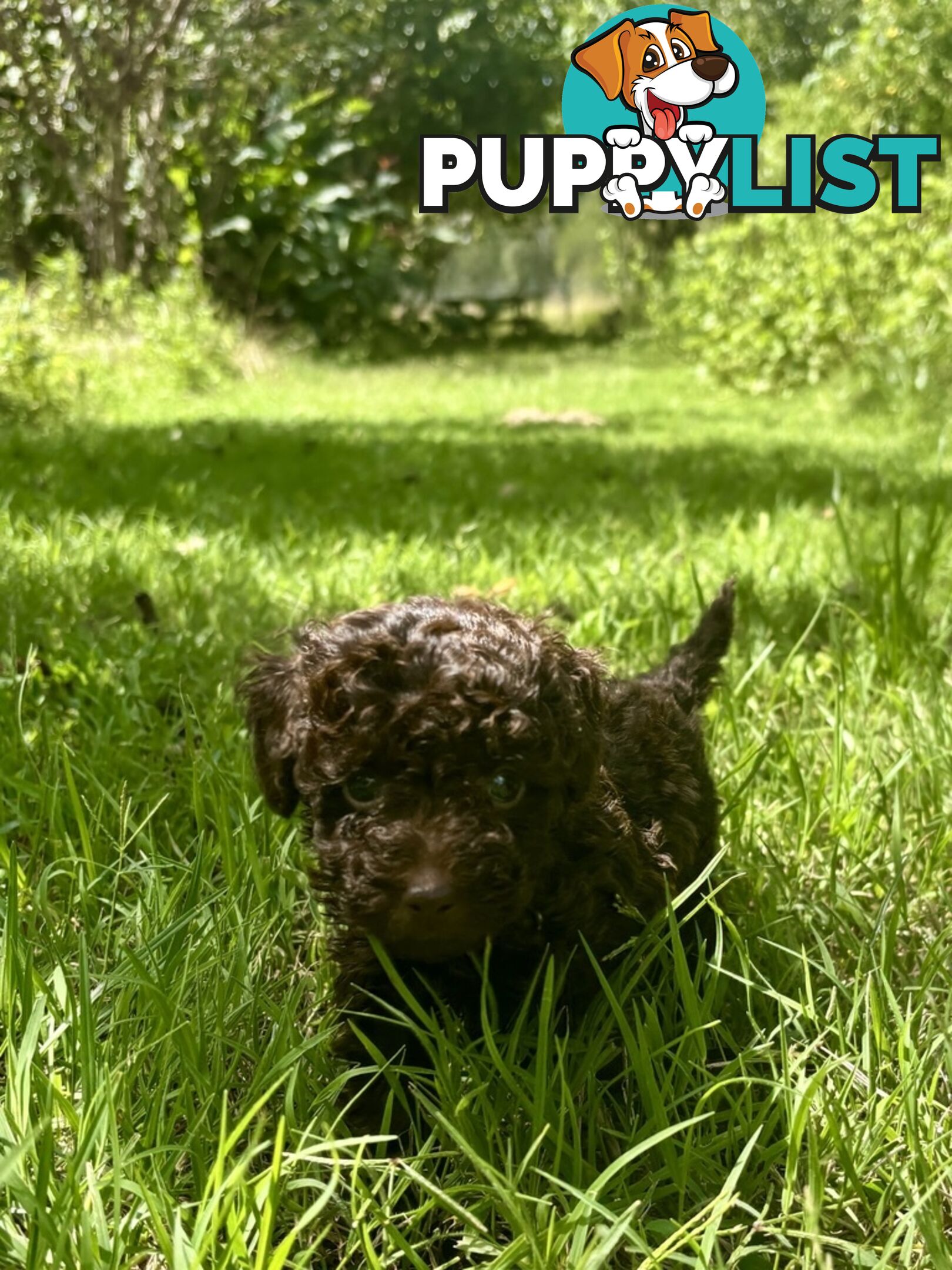 Chocolate and Caramel Toy Cavoodles - Adorable Babies