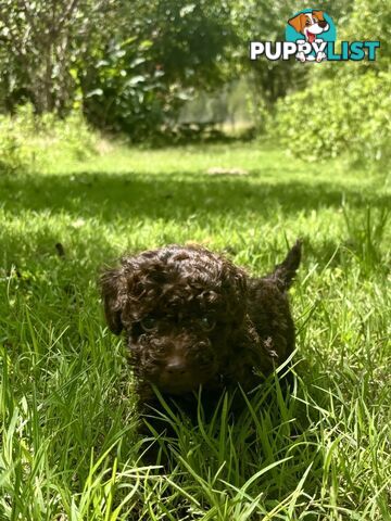 Chocolate and Caramel Toy Cavoodles - Adorable Babies