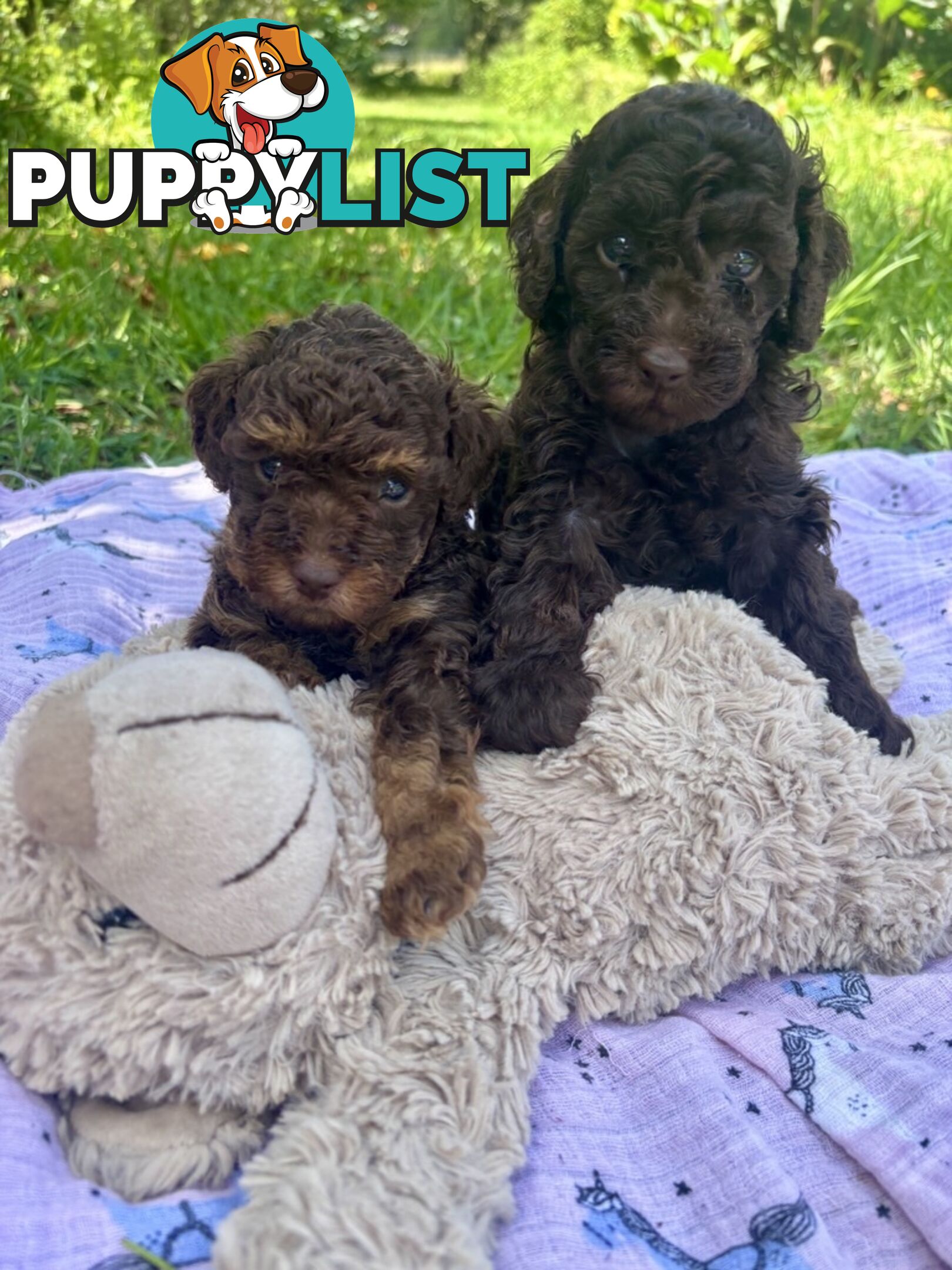 Chocolate and Caramel Toy Cavoodles - Adorable Babies