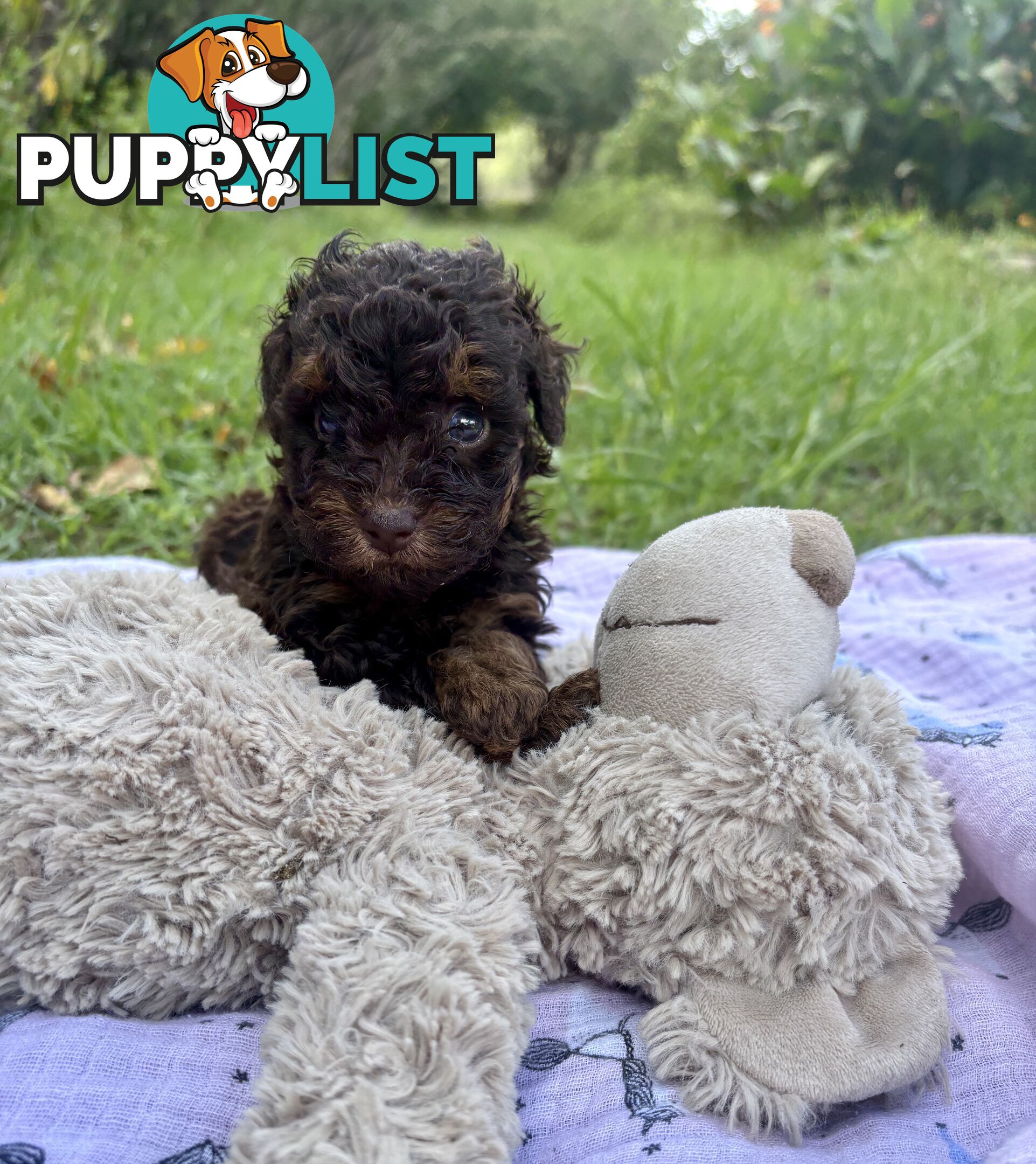 Chocolate and Caramel Toy Cavoodles - Adorable Babies