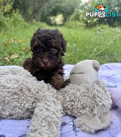 Chocolate and Caramel Toy Cavoodles - Adorable Babies