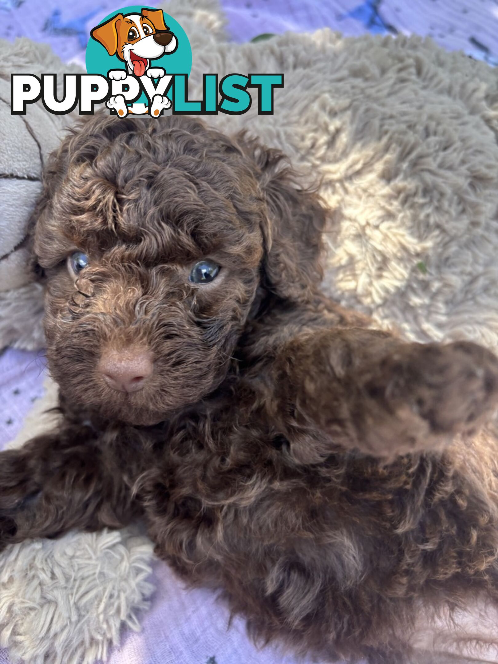 Chocolate and Caramel Toy Cavoodles - Adorable Babies