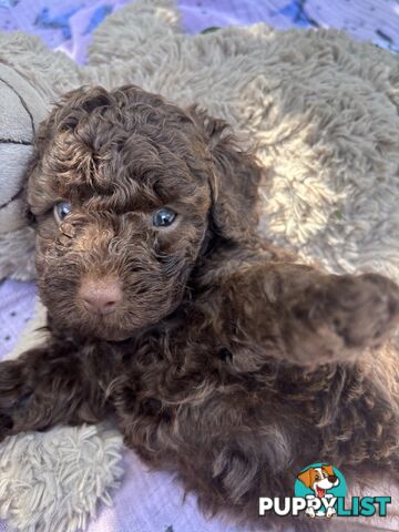 Chocolate and Caramel Toy Cavoodles - Adorable Babies