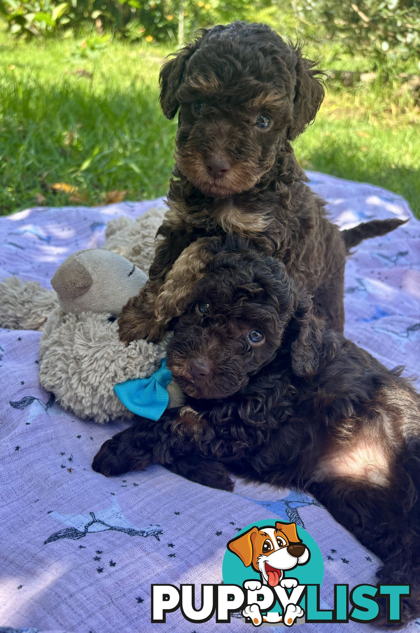 Chocolate and Caramel Toy Cavoodles - Adorable Babies