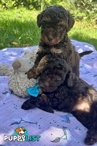 Chocolate and Caramel Toy Cavoodles - Adorable Babies