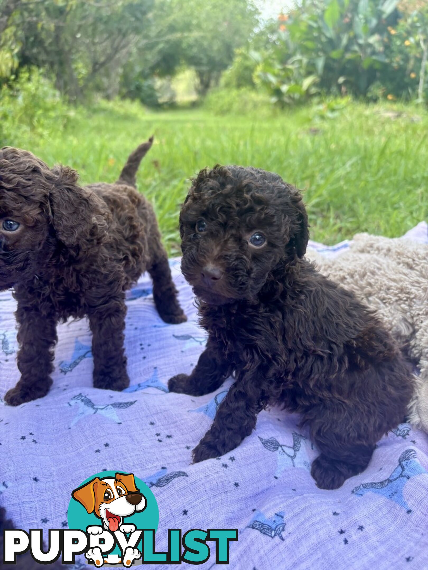 Chocolate and Caramel Toy Cavoodles - Adorable Babies