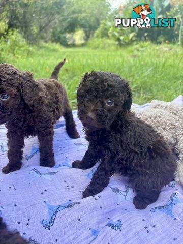 Chocolate and Caramel Toy Cavoodles - Adorable Babies