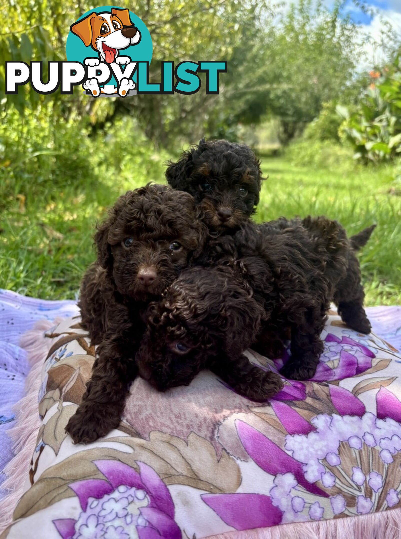 Chocolate and Caramel Toy Cavoodles - Adorable Babies