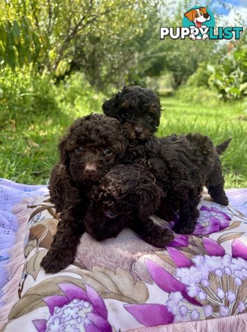 Chocolate and Caramel Toy Cavoodles - Adorable Babies