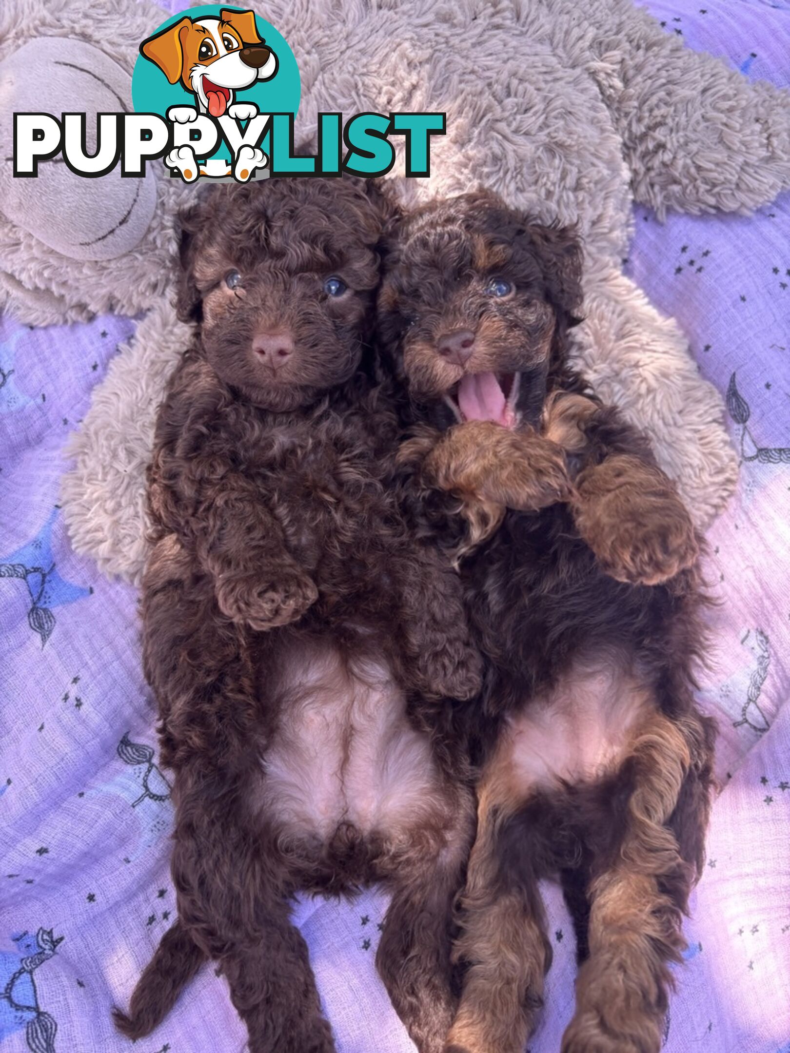 Chocolate and Caramel Toy Cavoodles - Adorable Babies