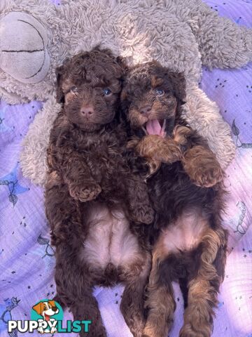 Chocolate and Caramel Toy Cavoodles - Adorable Babies