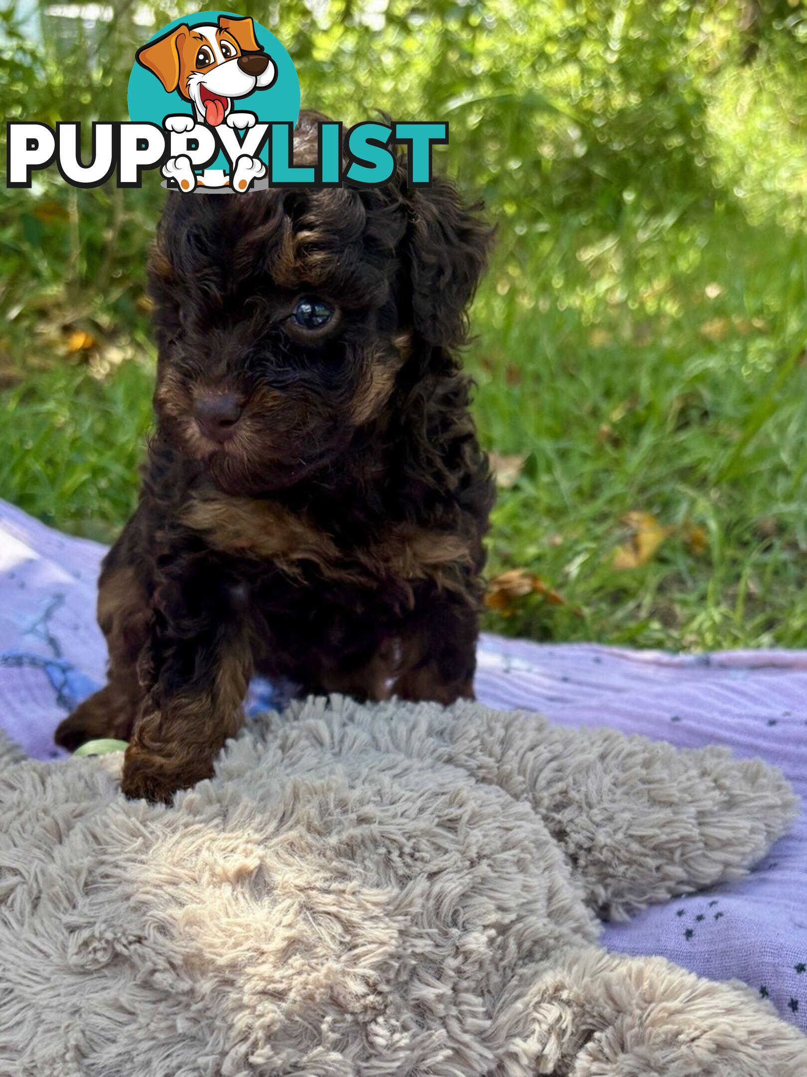 Chocolate and Caramel Toy Cavoodles - Adorable Babies