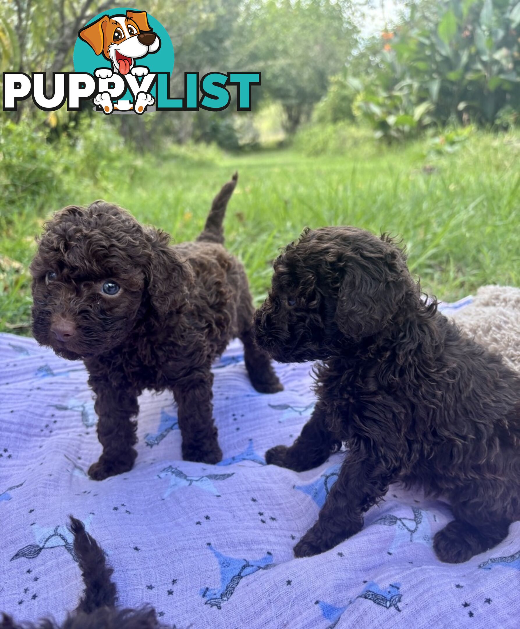 Chocolate and Caramel Toy Cavoodles - Adorable Babies