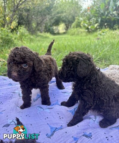 Chocolate and Caramel Toy Cavoodles - Adorable Babies