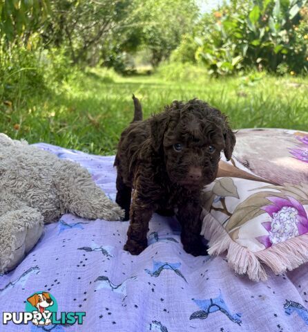 Chocolate and Caramel Toy Cavoodles - Adorable Babies