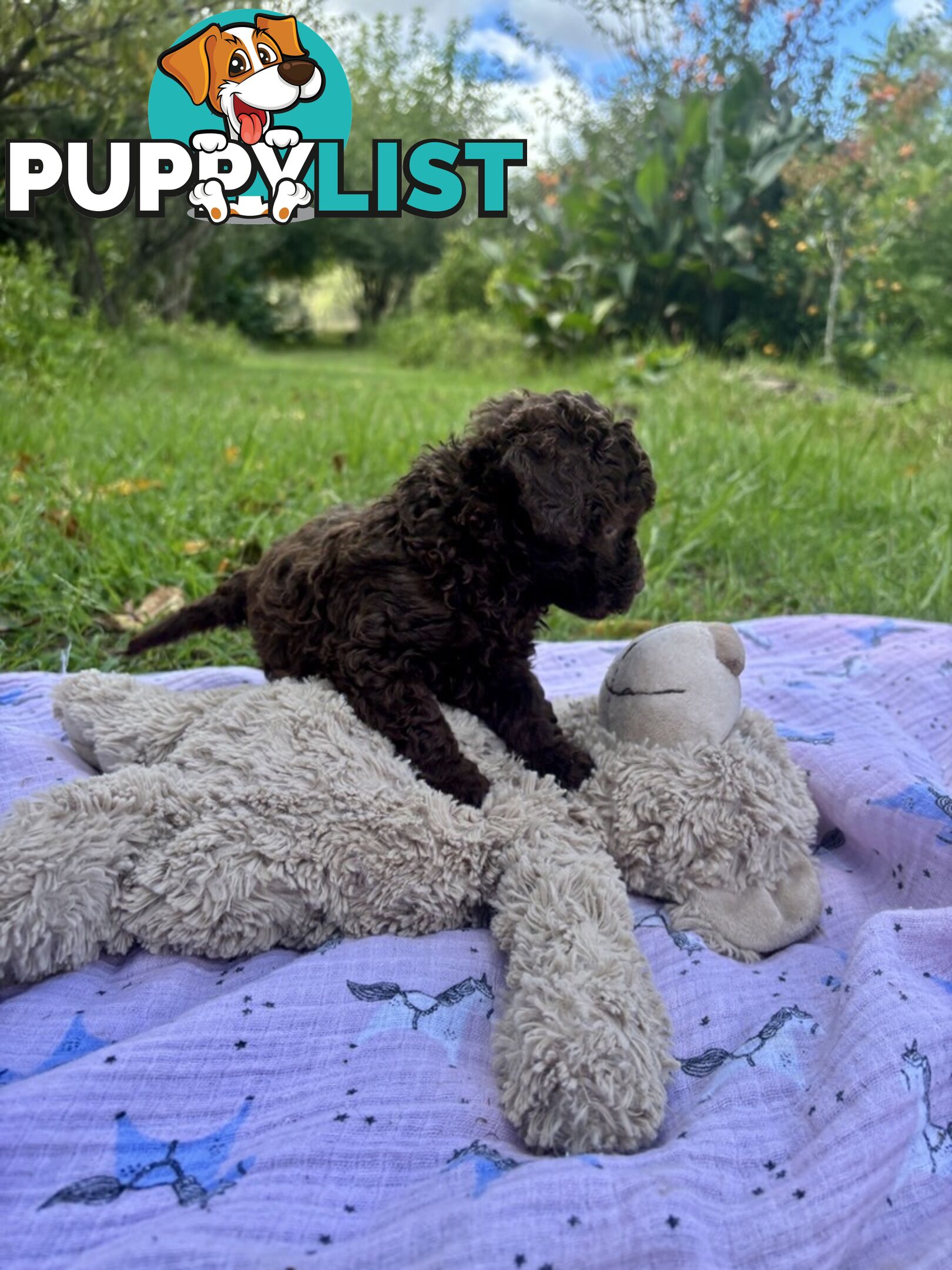 Chocolate and Caramel Toy Cavoodles - Adorable Babies