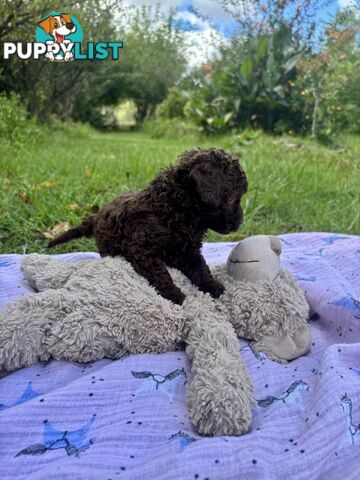 Chocolate and Caramel Toy Cavoodles - Adorable Babies