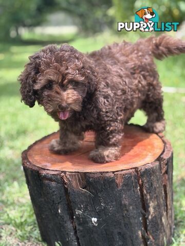 Toy Shoodle Puppies ready now for the Xmas Holidays!