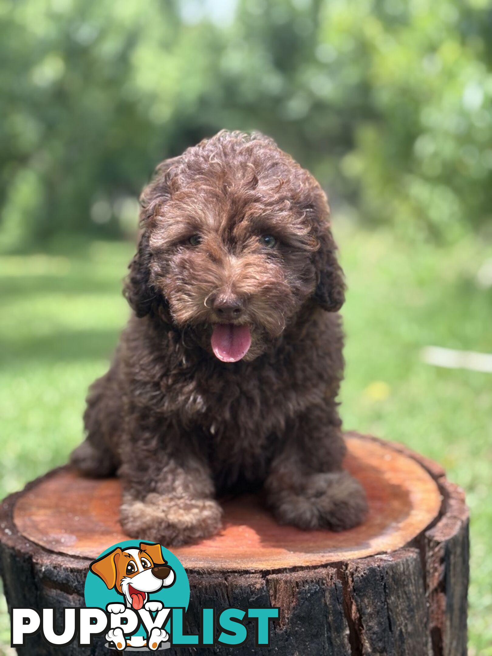 Toy Shoodle Puppies ready now for the Xmas Holidays!